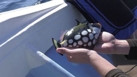 Okinawa Japan Sport Fishing episode thumbnail
