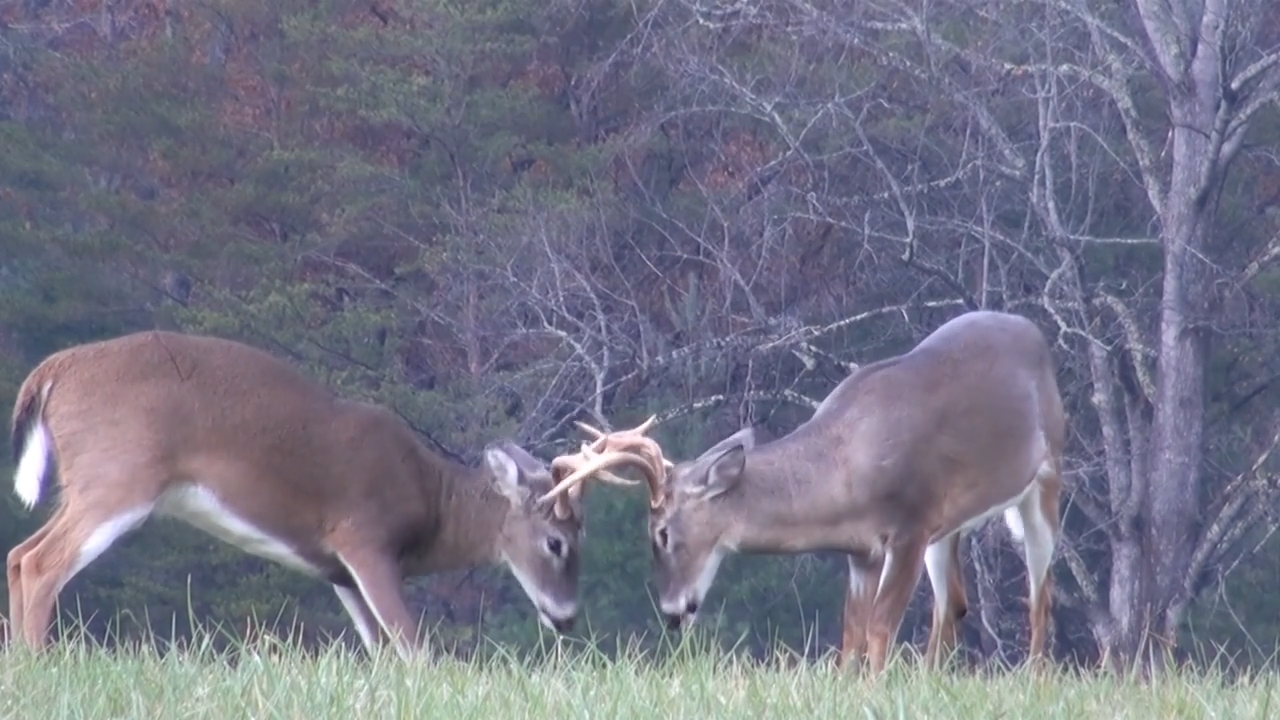 The Whitetailed Deer episode thumbnail