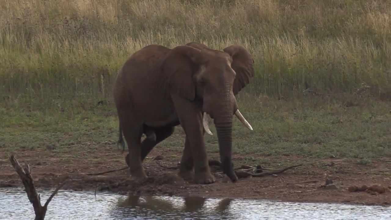 In Search of a Giant - Part 1 episode thumbnail