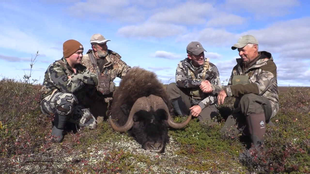 Muskox on the Barrens episode thumbnail