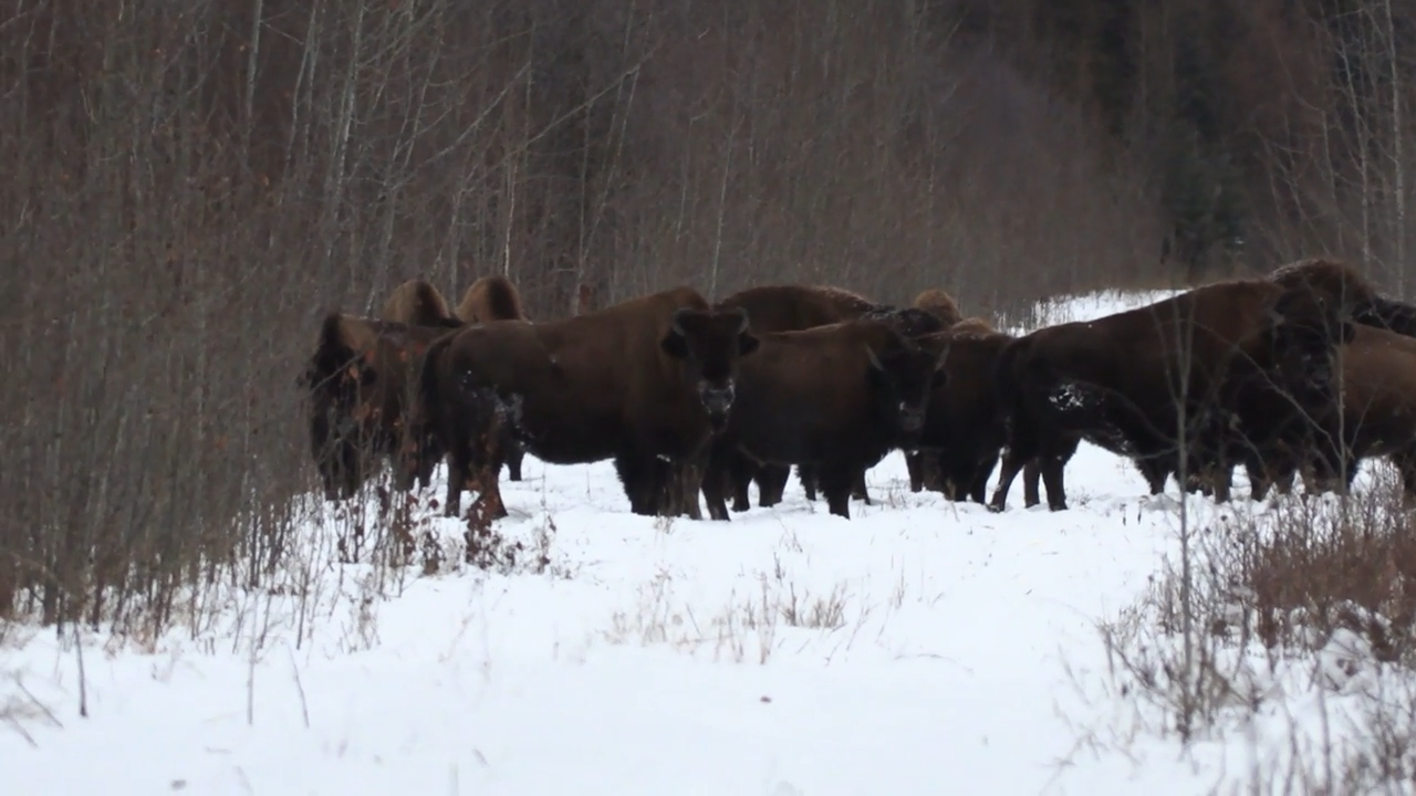 Tatonka episode thumbnail