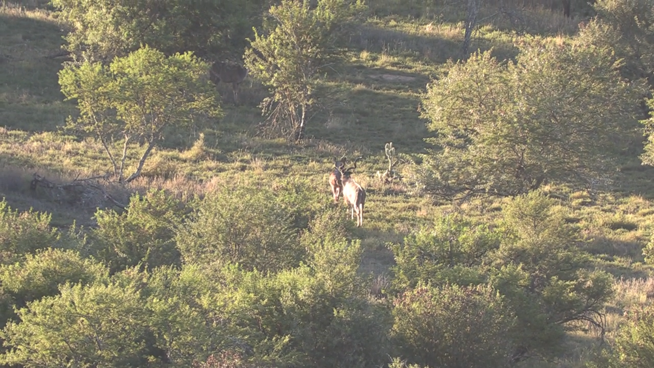 Free-Range Kudu Part 1 episode thumbnail