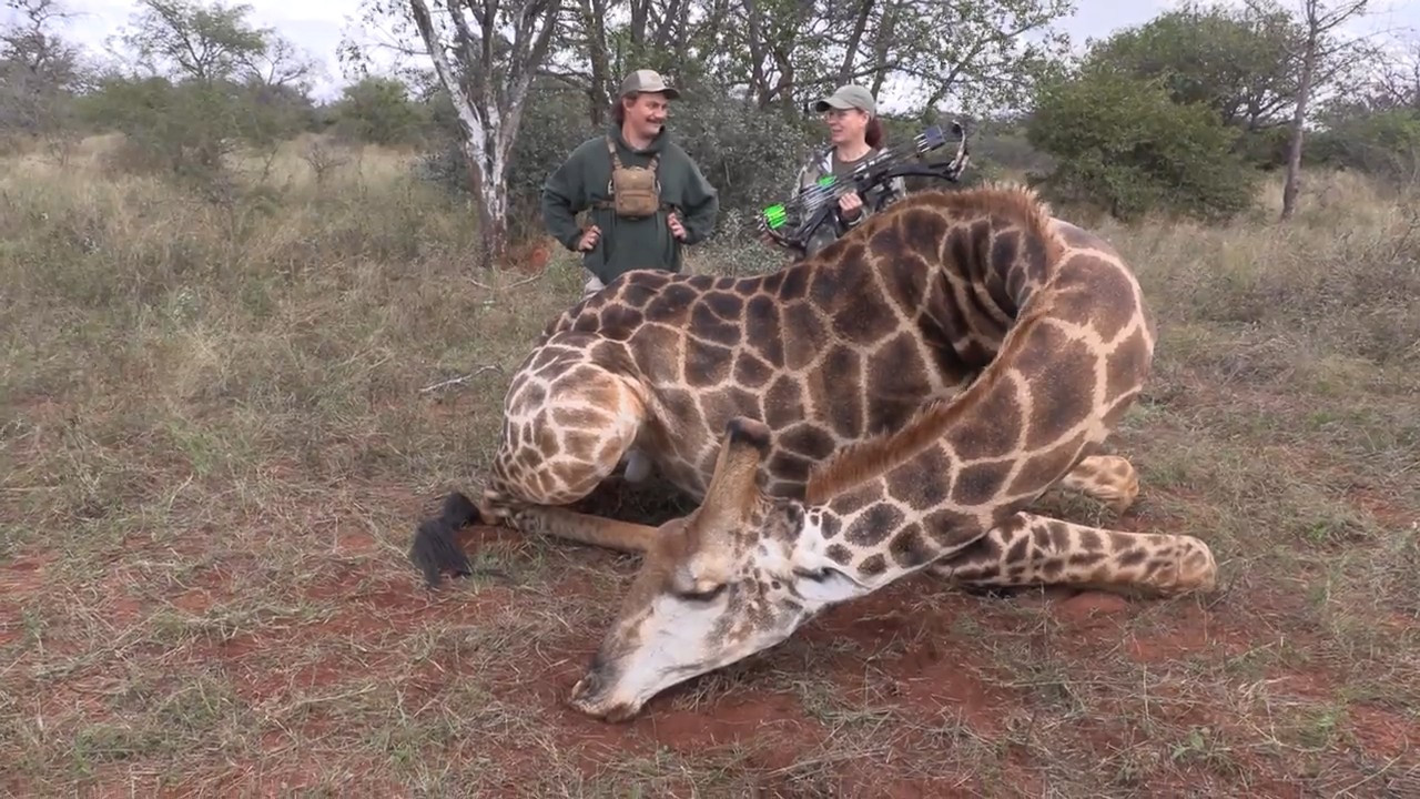 Spot and Stalk Giraffe with a Bow episode thumbnail