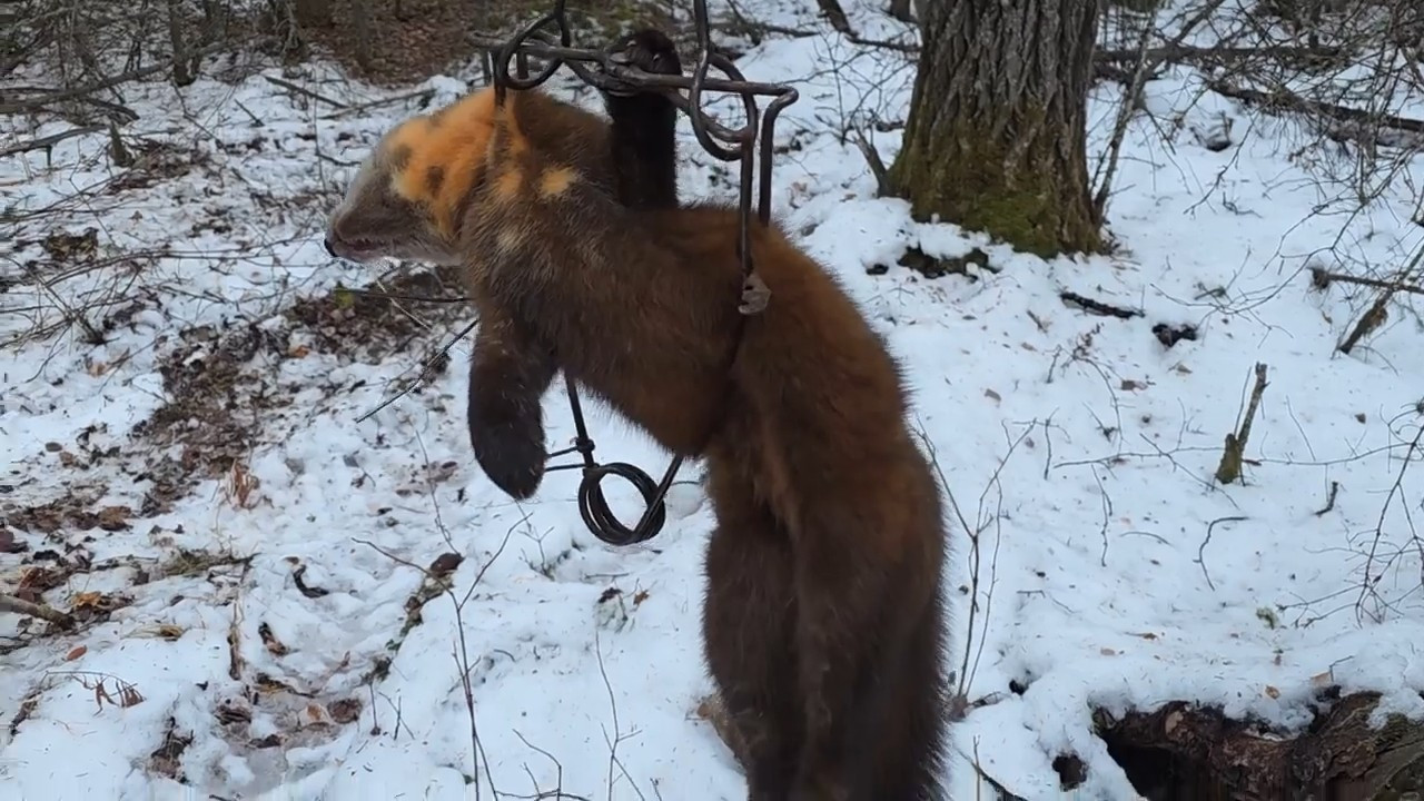 Otter episode thumbnail