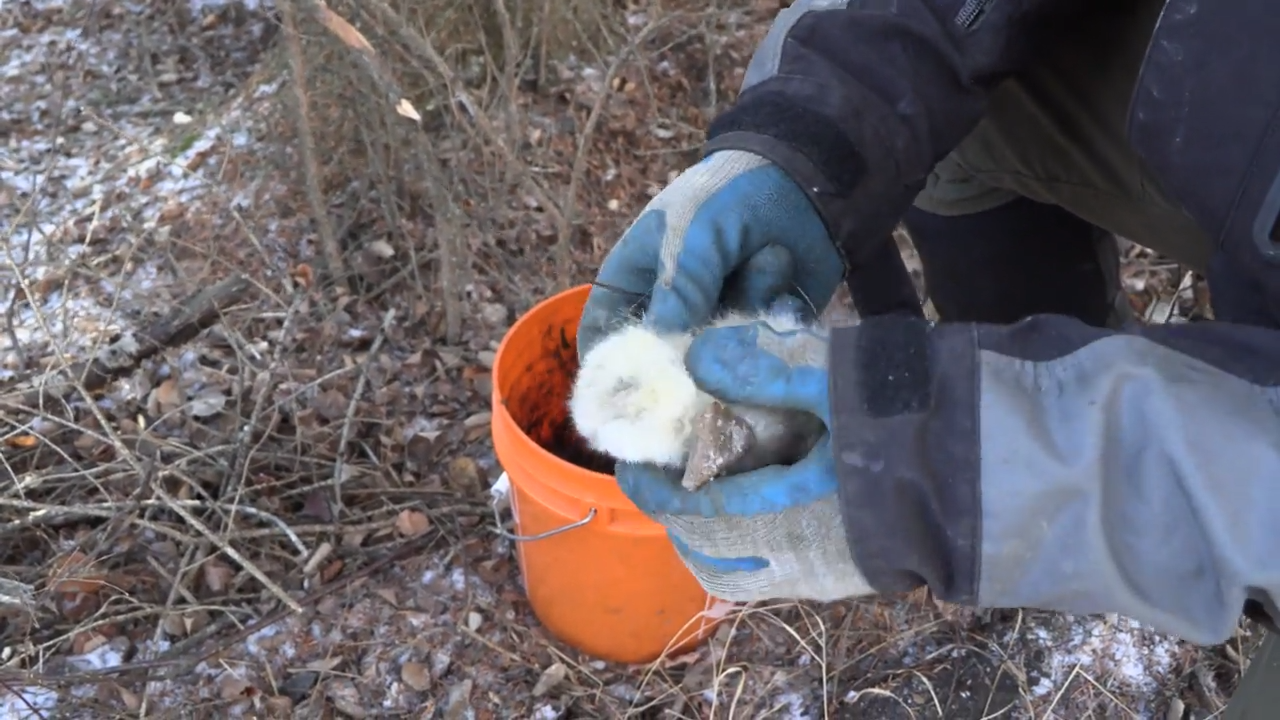 Lynx Pens in New Territory episode thumbnail