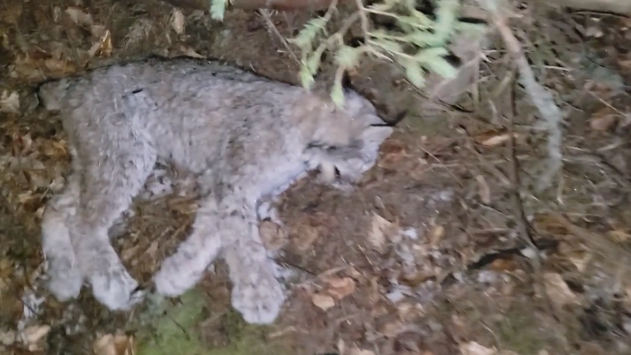 Lynx Season episode thumbnail