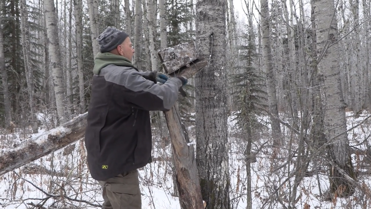 Opening a Fallow Trapline episode thumbnail