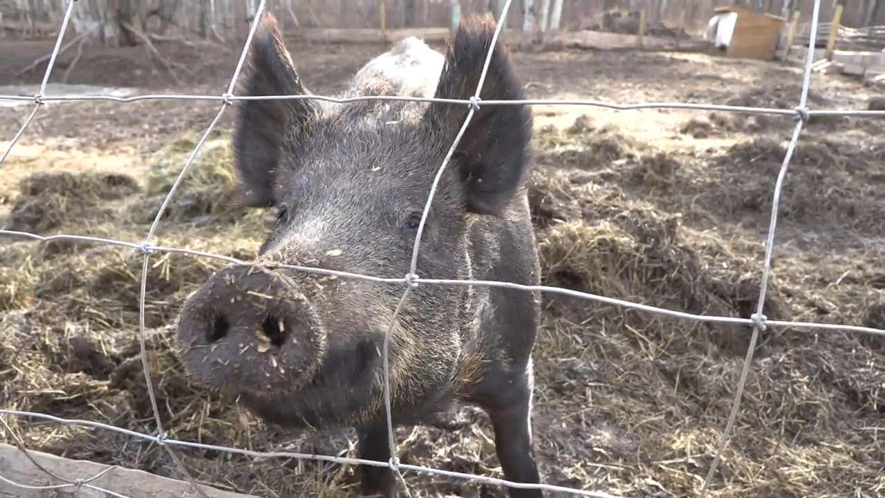 Two Little Pigs and the Big Bad Wolf episode thumbnail