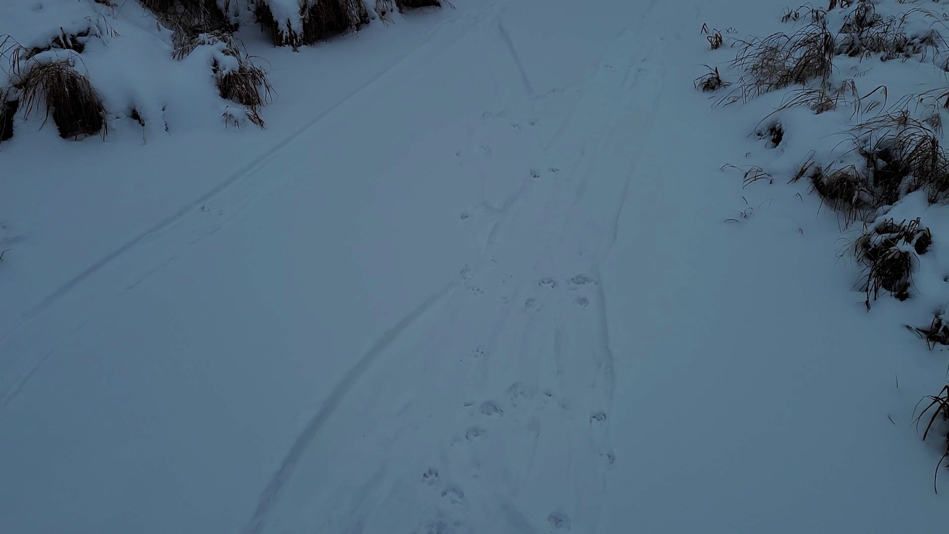 Winter Otters episode thumbnail