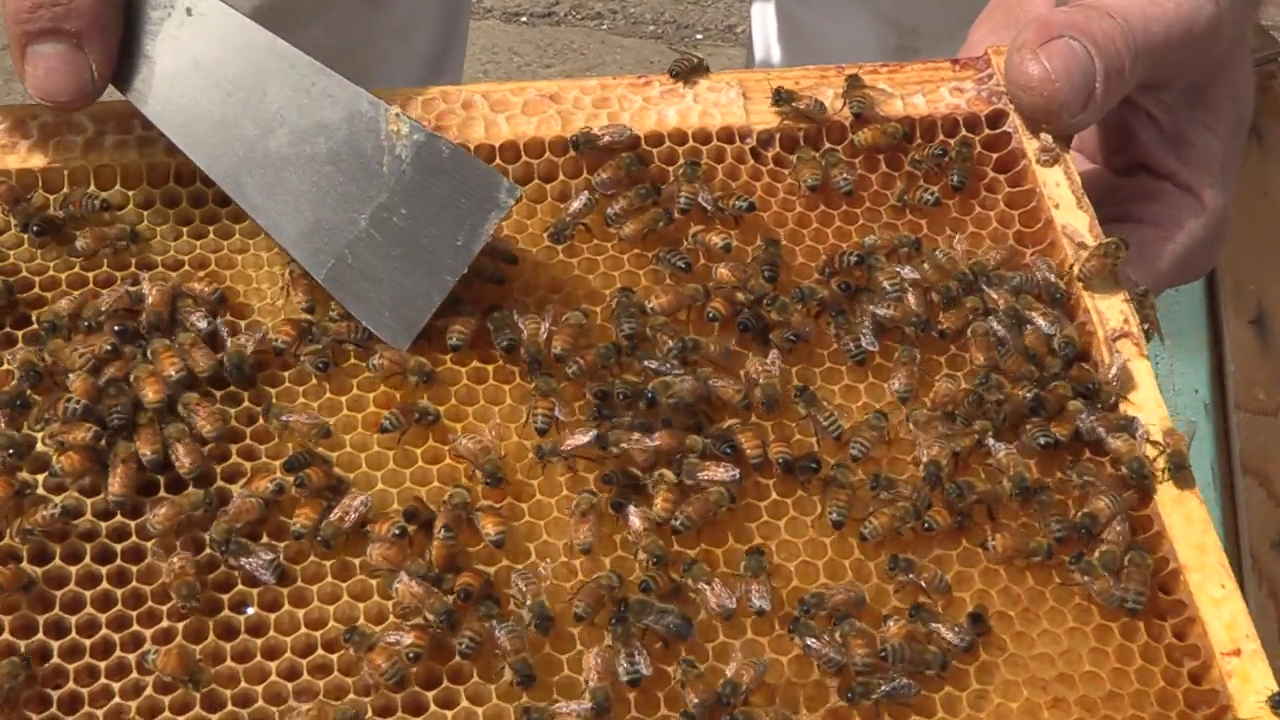 Beekeeping Lessons & Lynx Line episode thumbnail