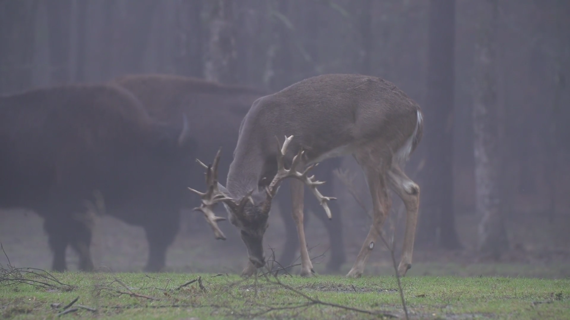 Stars & Stripes at the Double Drop episode thumbnail