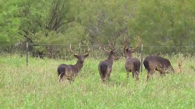 The 100th episode thumbnail