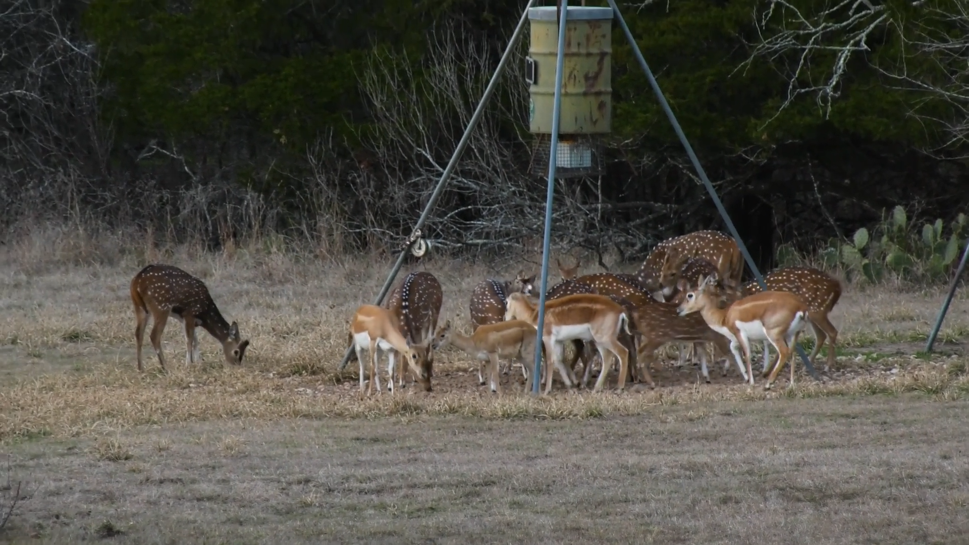 Operation Red Stag episode thumbnail