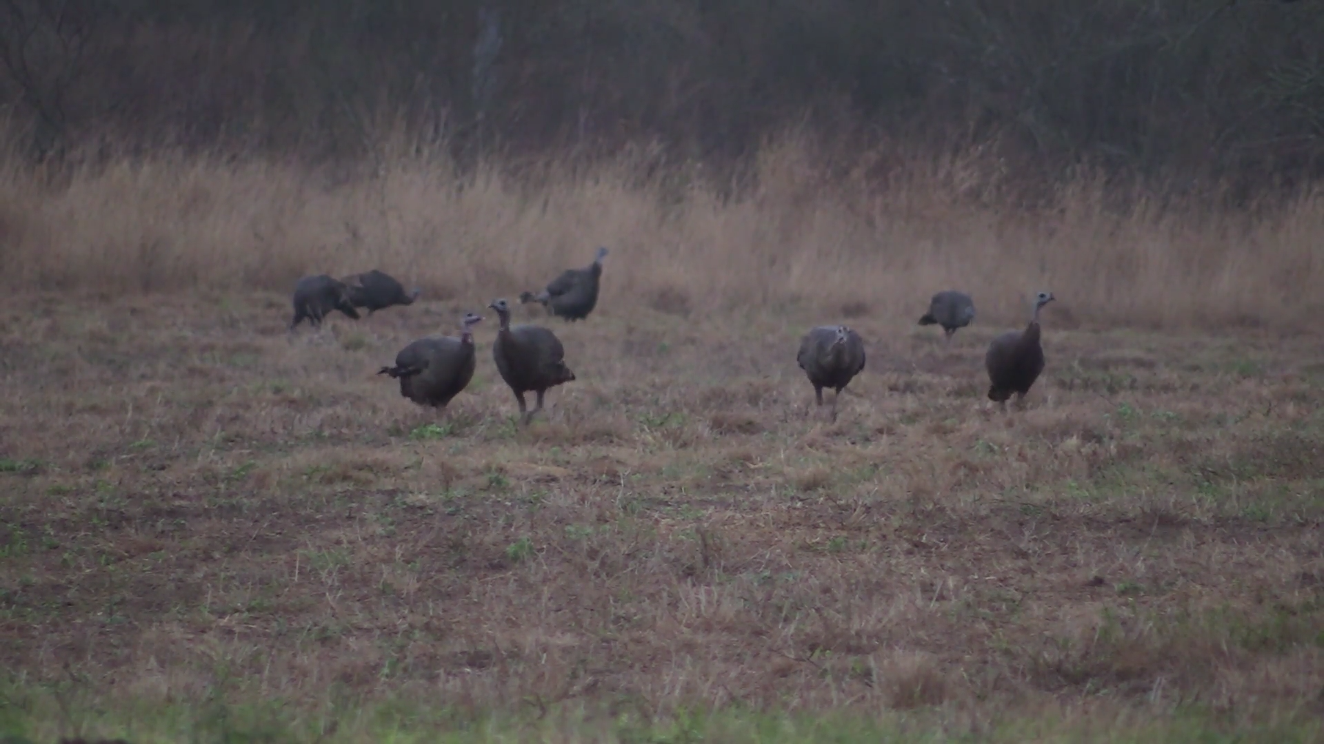 Double Trouble episode thumbnail