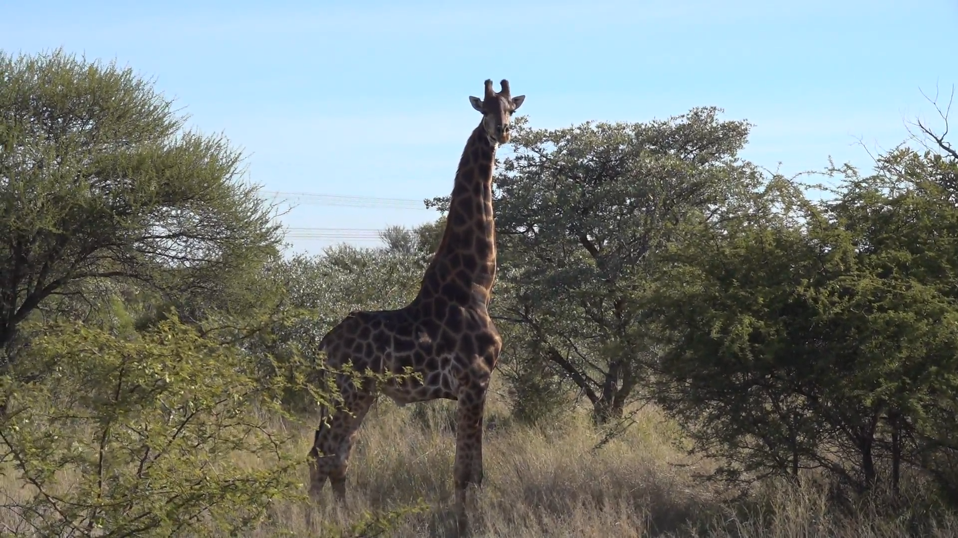 African Adventure episode thumbnail