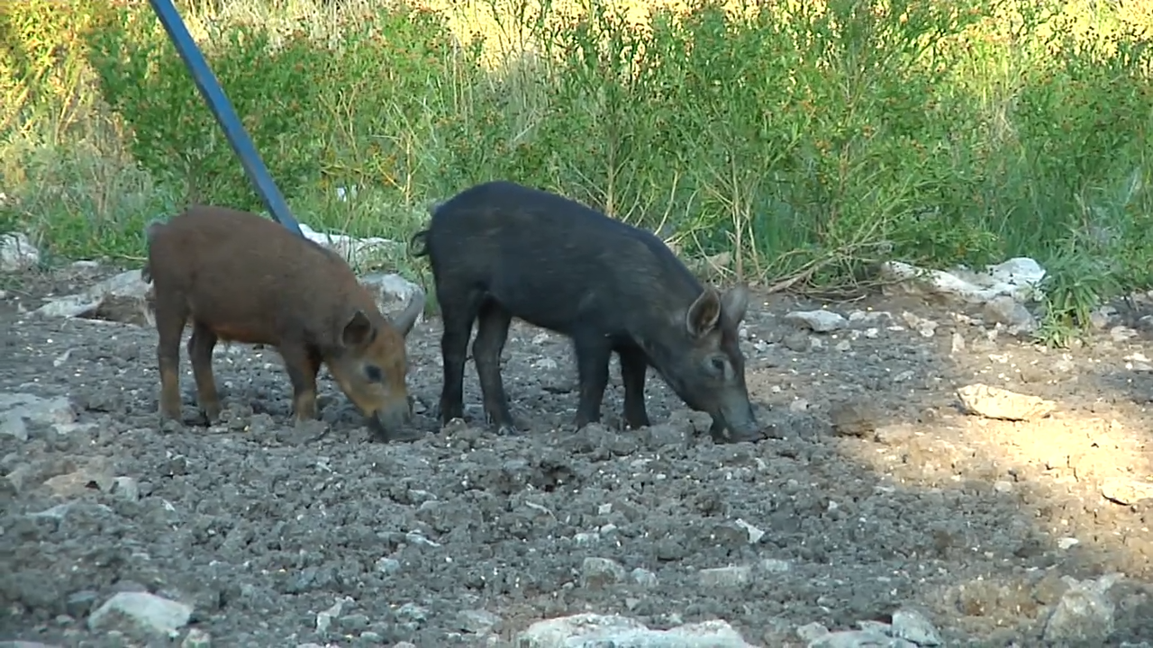 Pest Control at Viejo Creek Ranch episode thumbnail