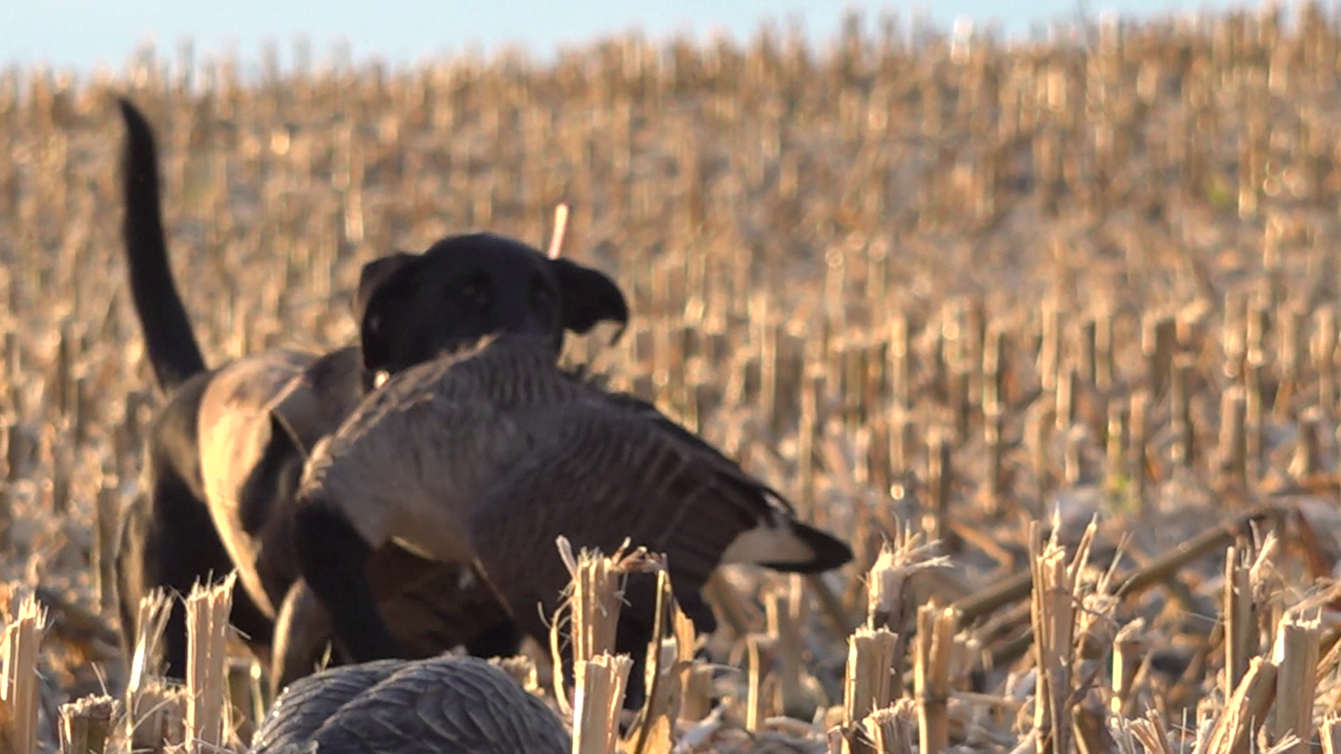 Grain Cut Corn episode thumbnail