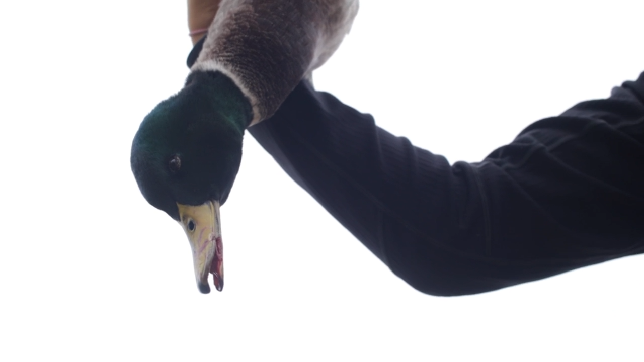 Lots of Ducks episode thumbnail