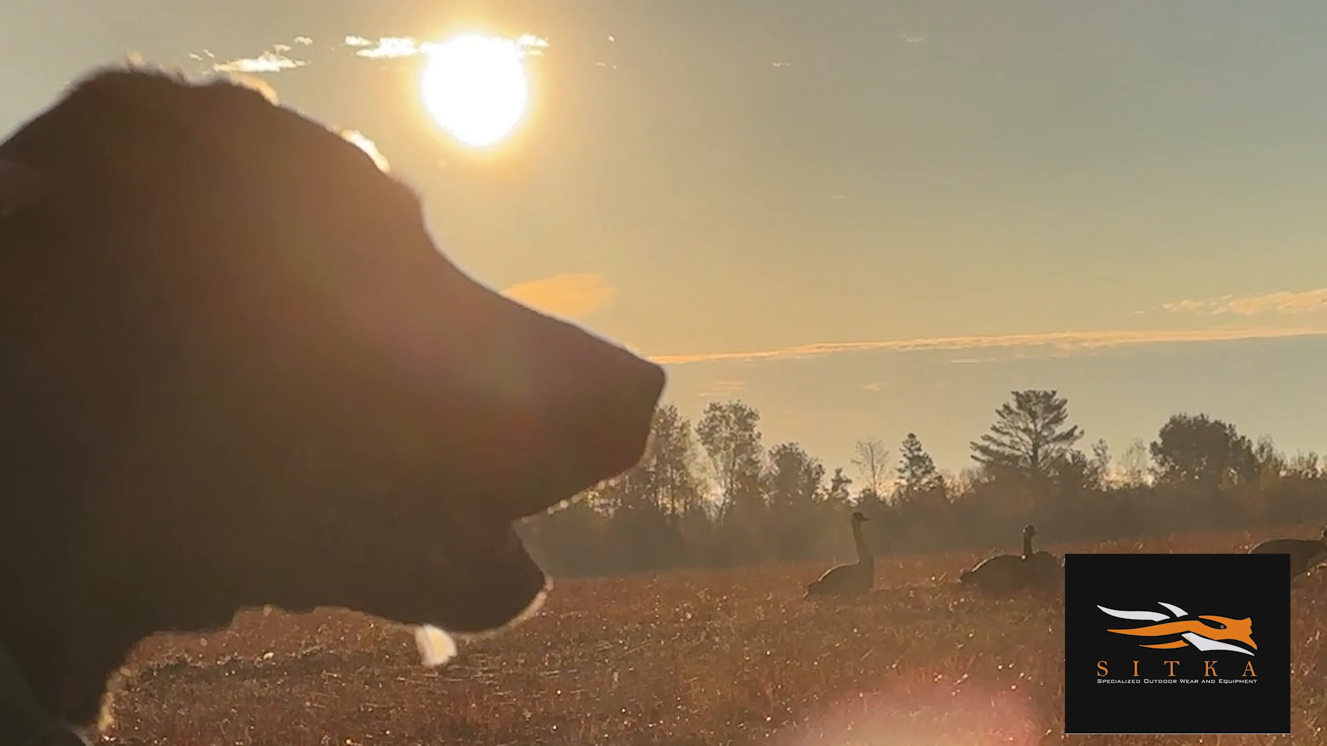 Black Sheep episode thumbnail