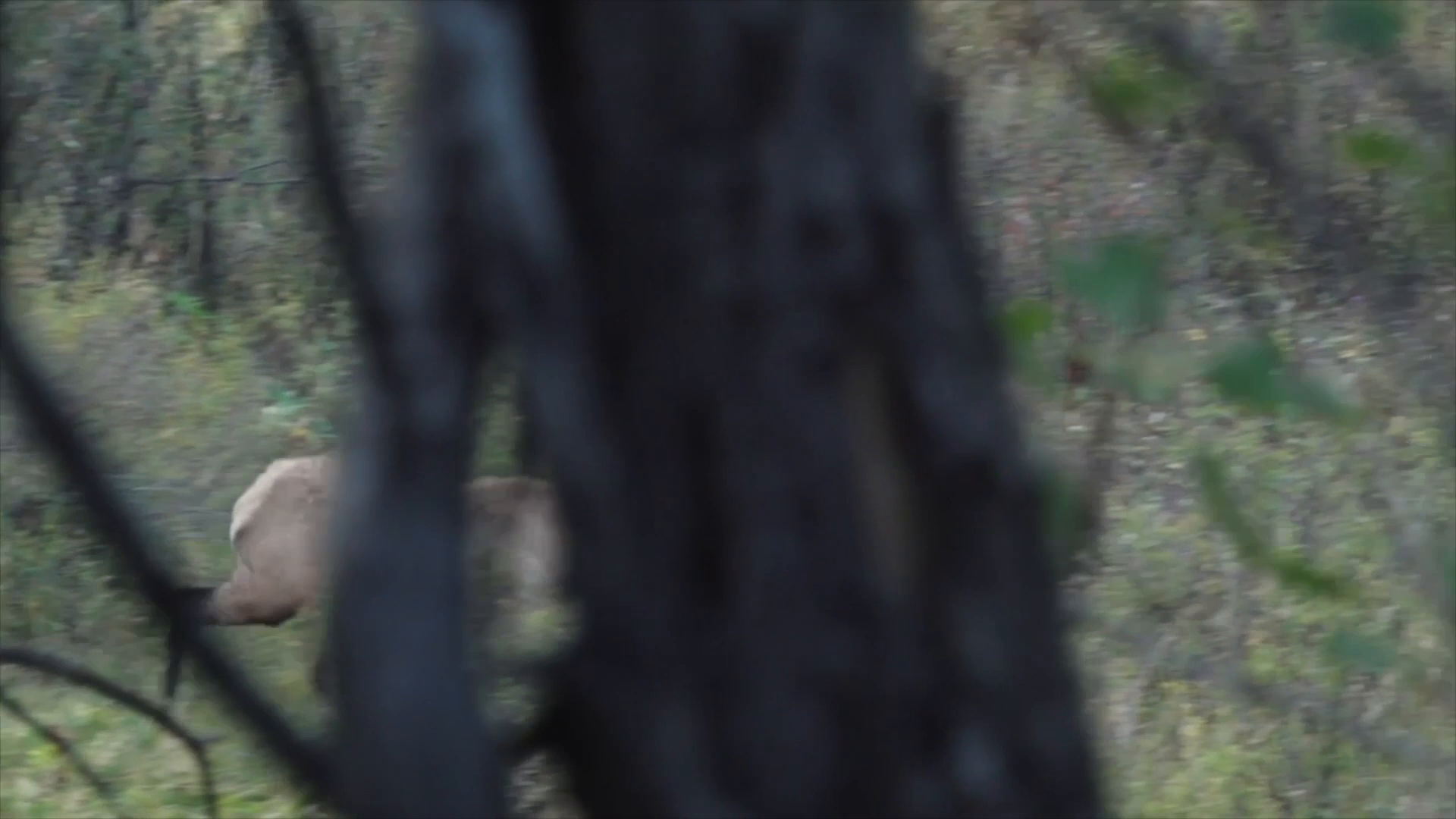 Colorado Archery Elk: Answered Prayers episode thumbnail