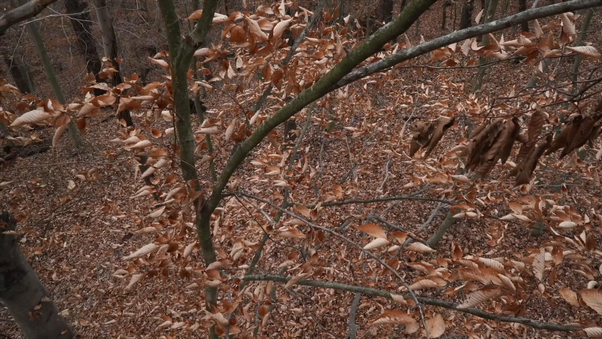 2nd Rut episode thumbnail