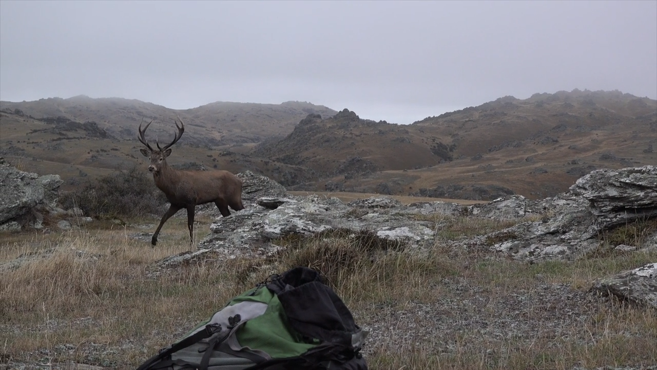 New Zealand Red Stag: Part 1 episode thumbnail