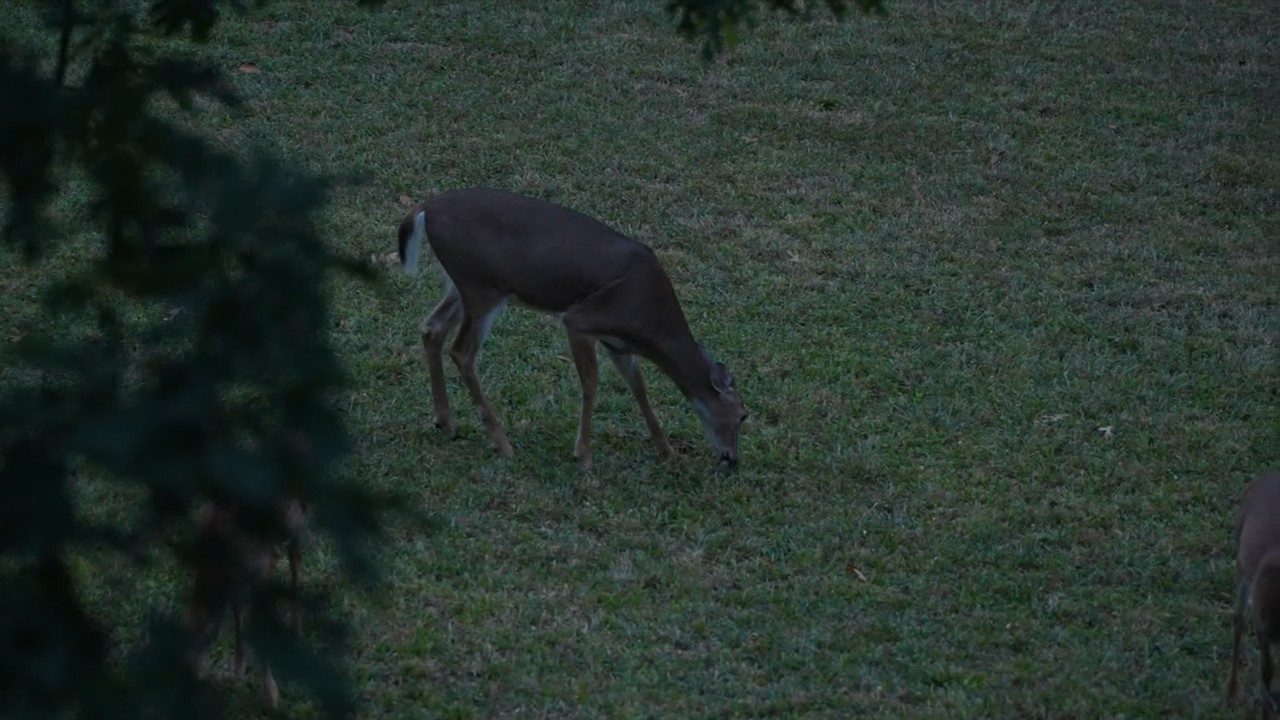 Triple Threat: Doe Hunts, SC Hogs and Urban Whitetail episode thumbnail