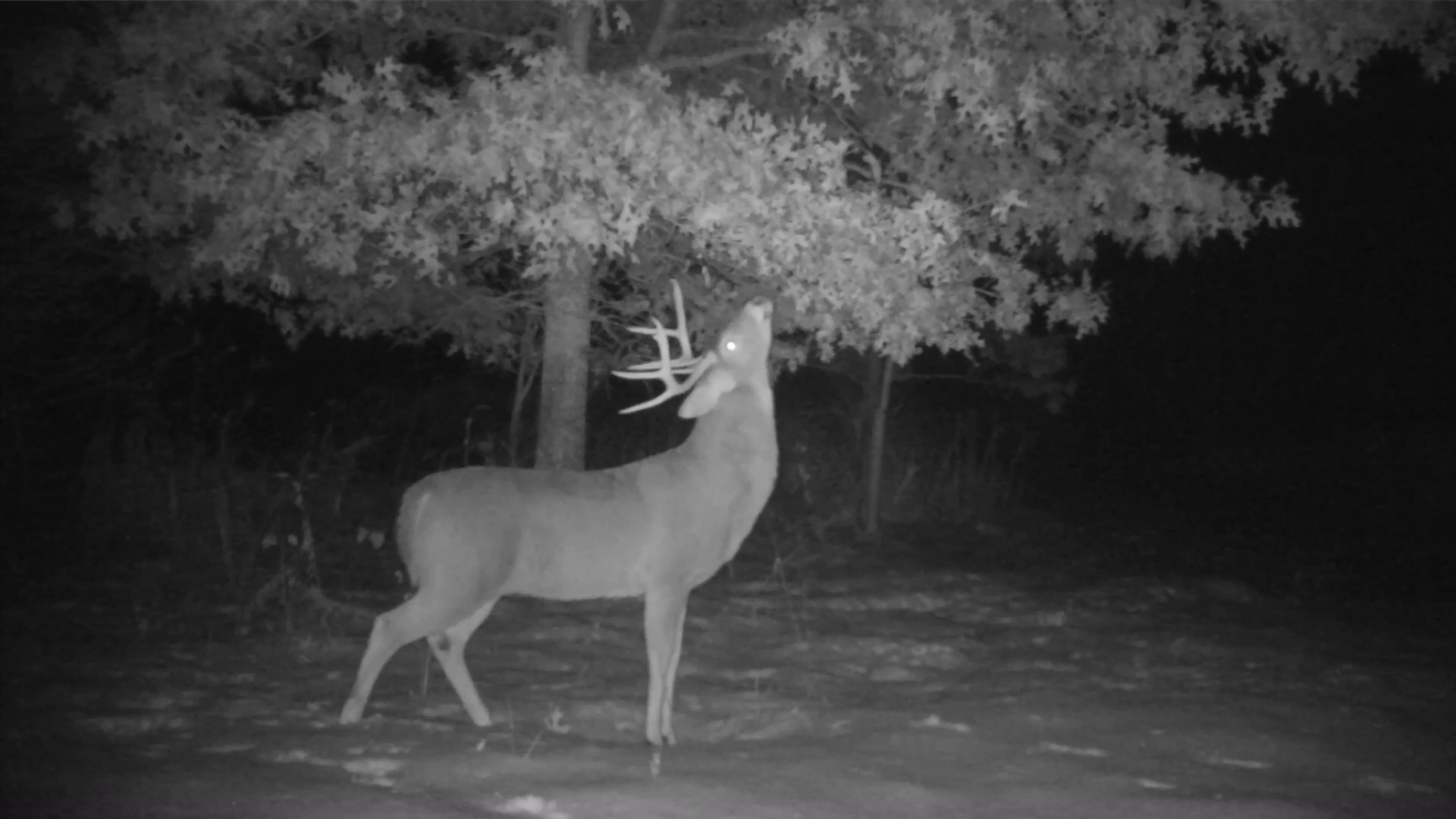 North Carolina Bucks episode thumbnail