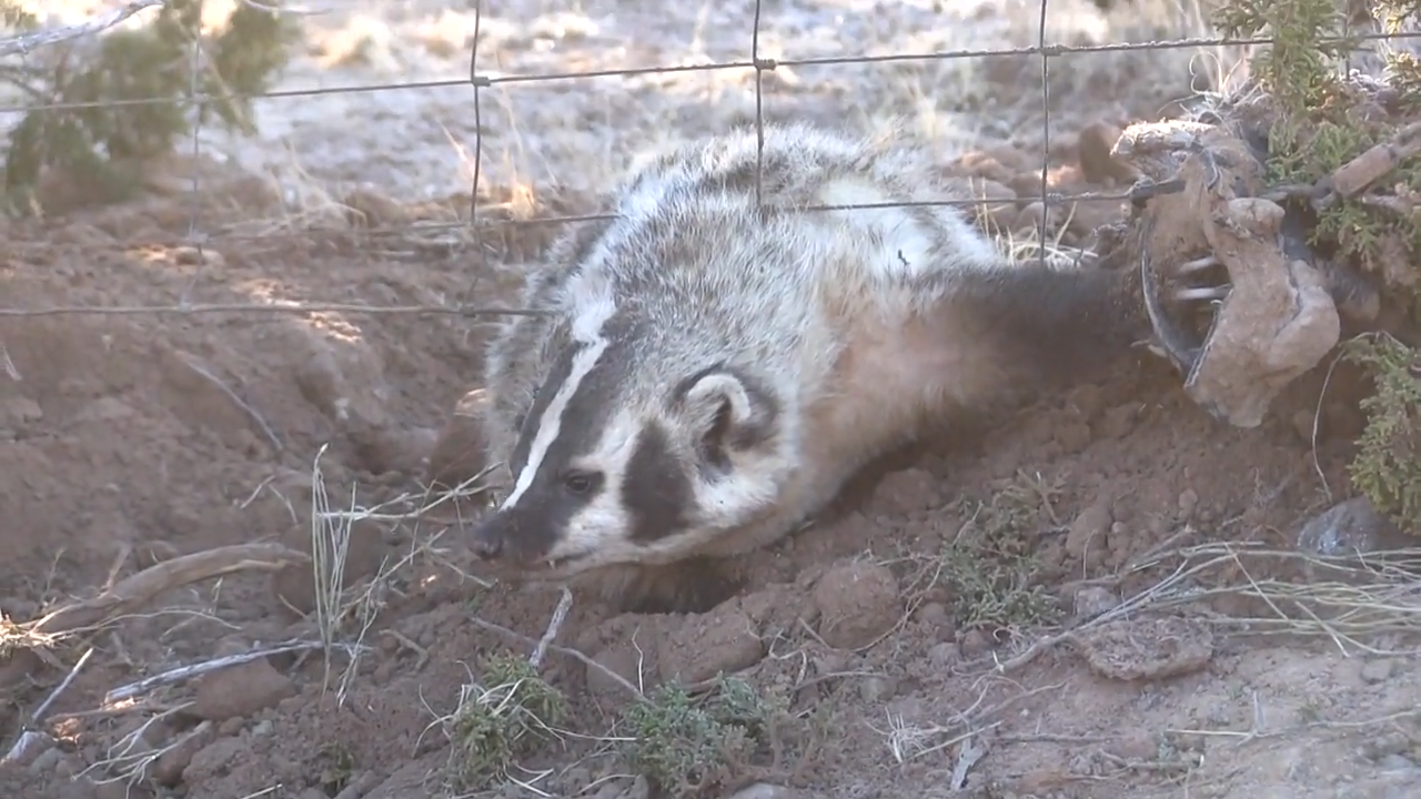 Trapping the Mountains of New Mexico episode thumbnail