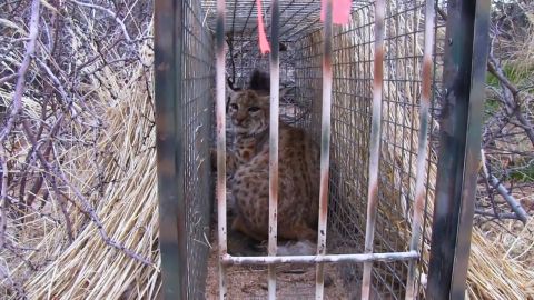 Jim Ball Cage Trapping Bobcat, Part 1 of 2 episode thumbnail