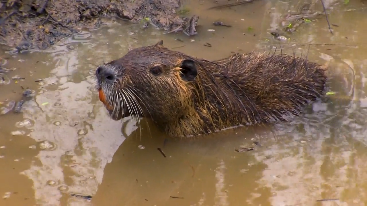 The Beaverman episode thumbnail