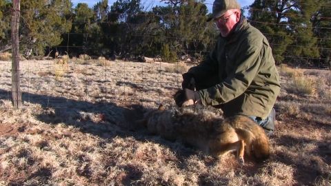 Mountain Trapping New Mexico for Coyotes & Cats episode thumbnail