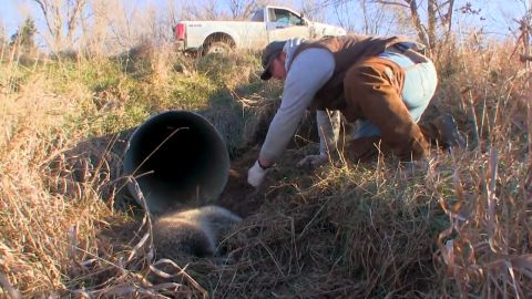 South Dakota Cats, Coyotes, and Raccoon episode thumbnail