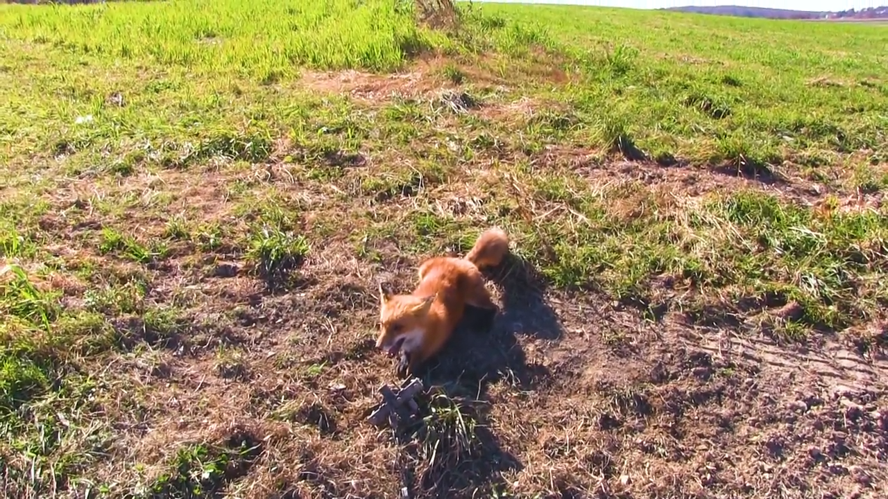 Pennsylvania Red Fox Trapping - Day 2 episode thumbnail