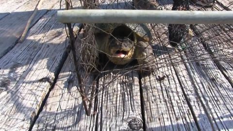 Self-Sustaining Turtle Trapping in Iowa with Red O’Hearn episode thumbnail