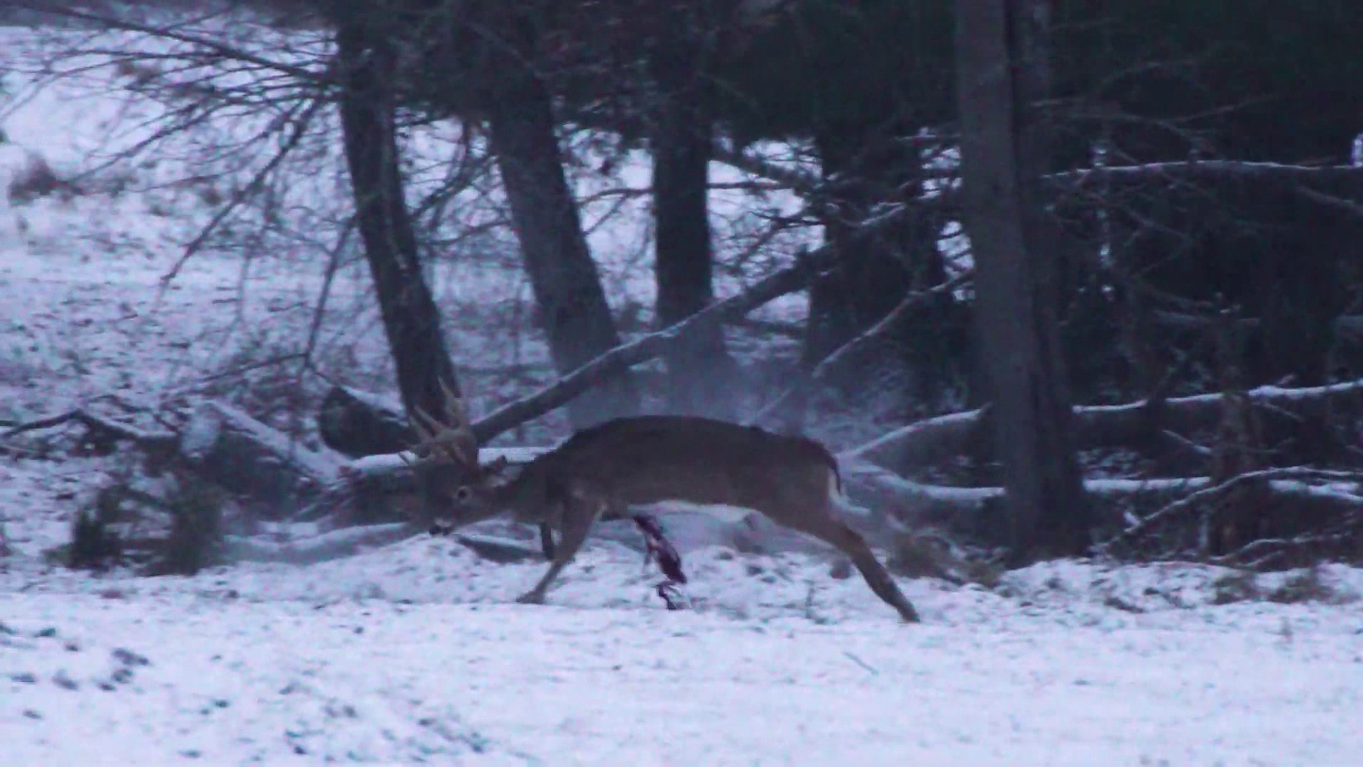 Whitetail Madness Marathon 2026 episode thumbnail