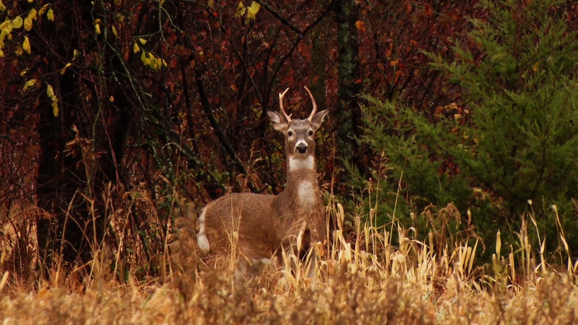 In Search of Big Kansas Whitetails - Part 1 episode thumbnail