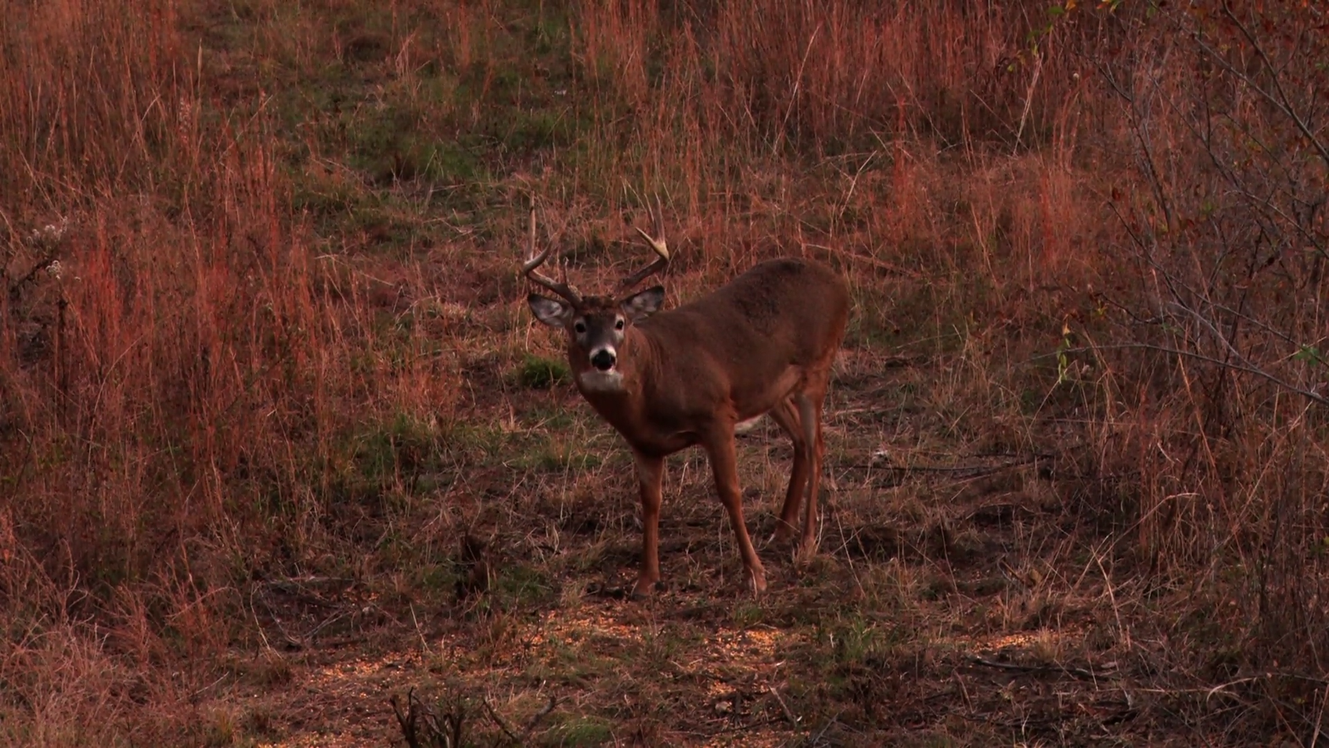 In Search of Big Kansas Whitetails - Part 2 episode thumbnail