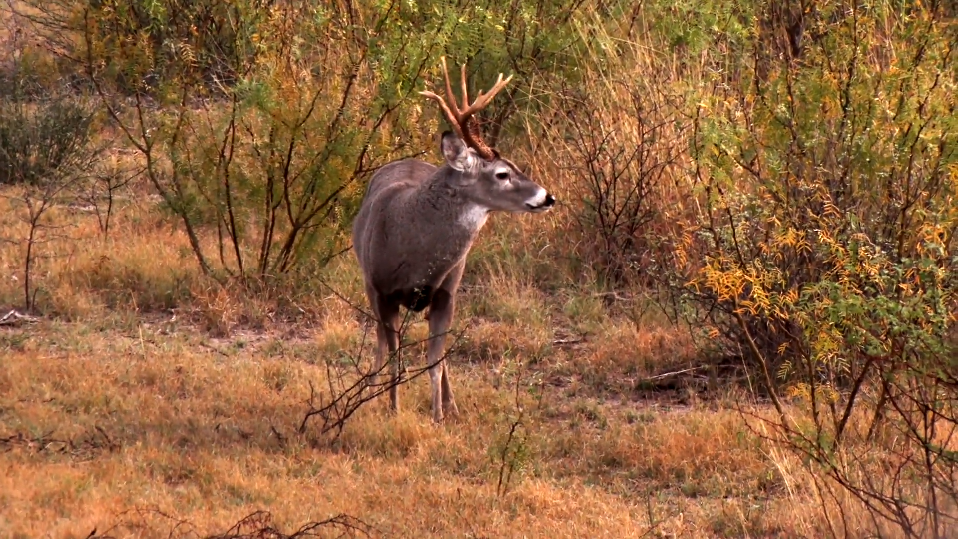 Whitetail Rut in Texas: Feast or Famine - Part 1 episode thumbnail