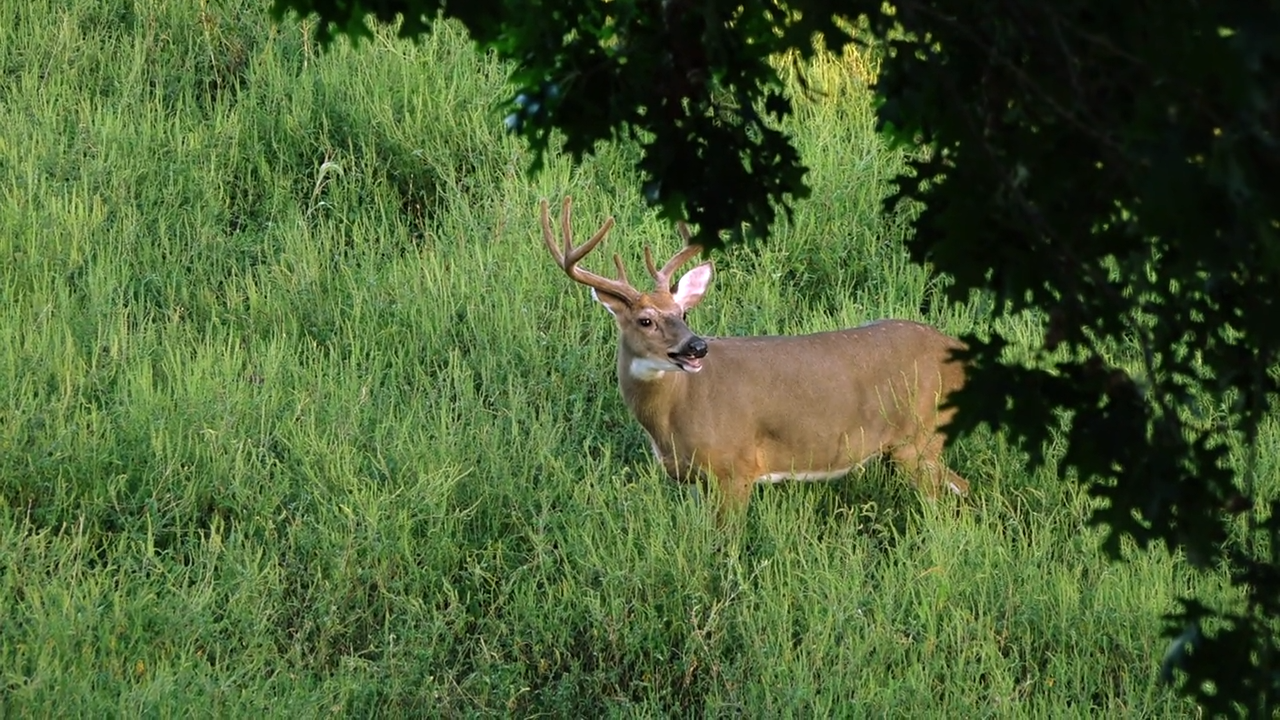 Whitetail Deer Hunting in Kentucky episode thumbnail