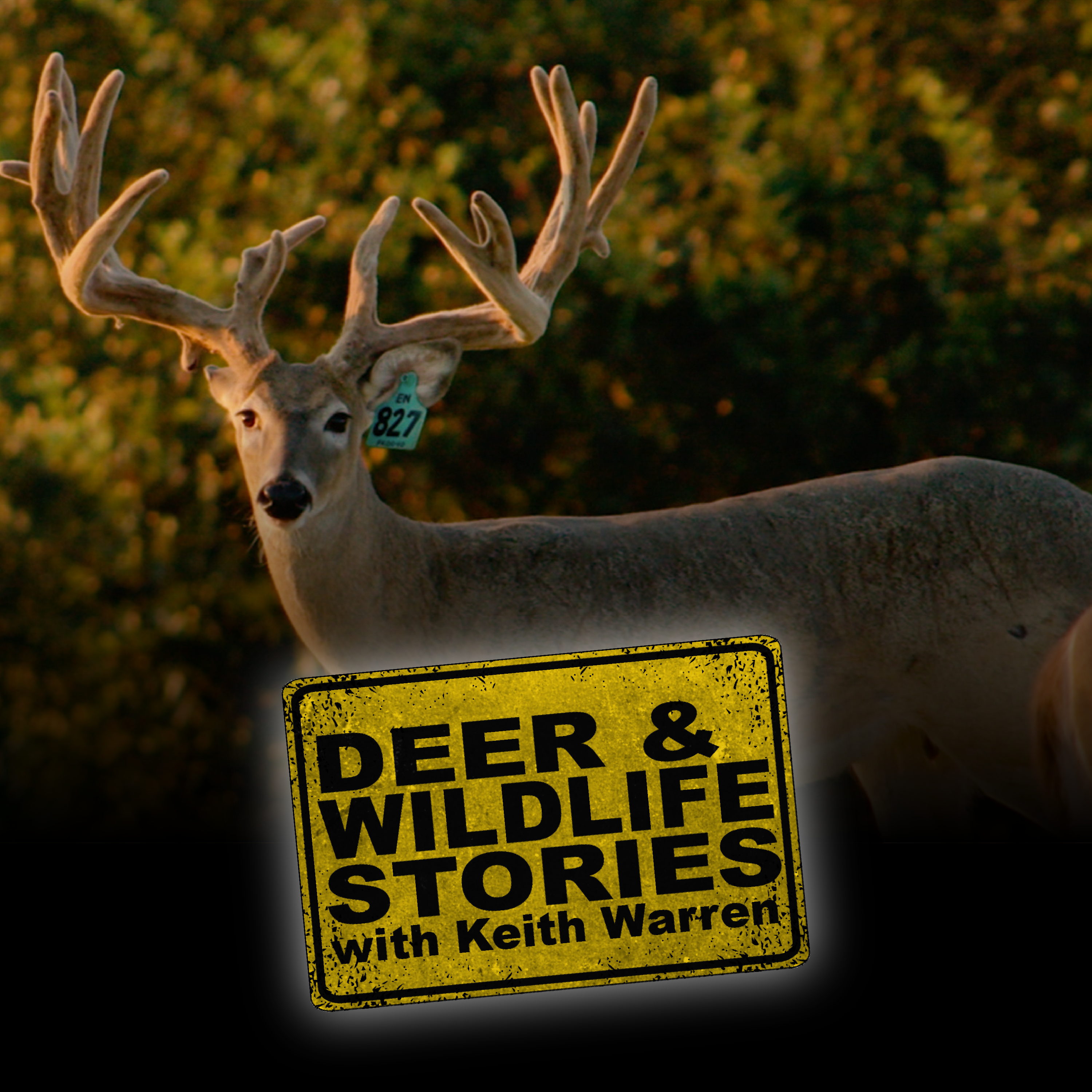Deer & Wildlife Stories program thumbnail