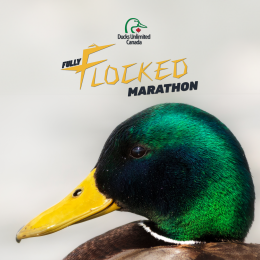 Fully Flocked Marathon program thumbnail
